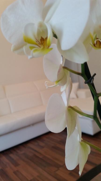 Trastevere Four Seasons Valadier 로마 외부 사진